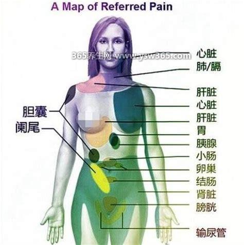 人类身体各个器官疼痛位置图片